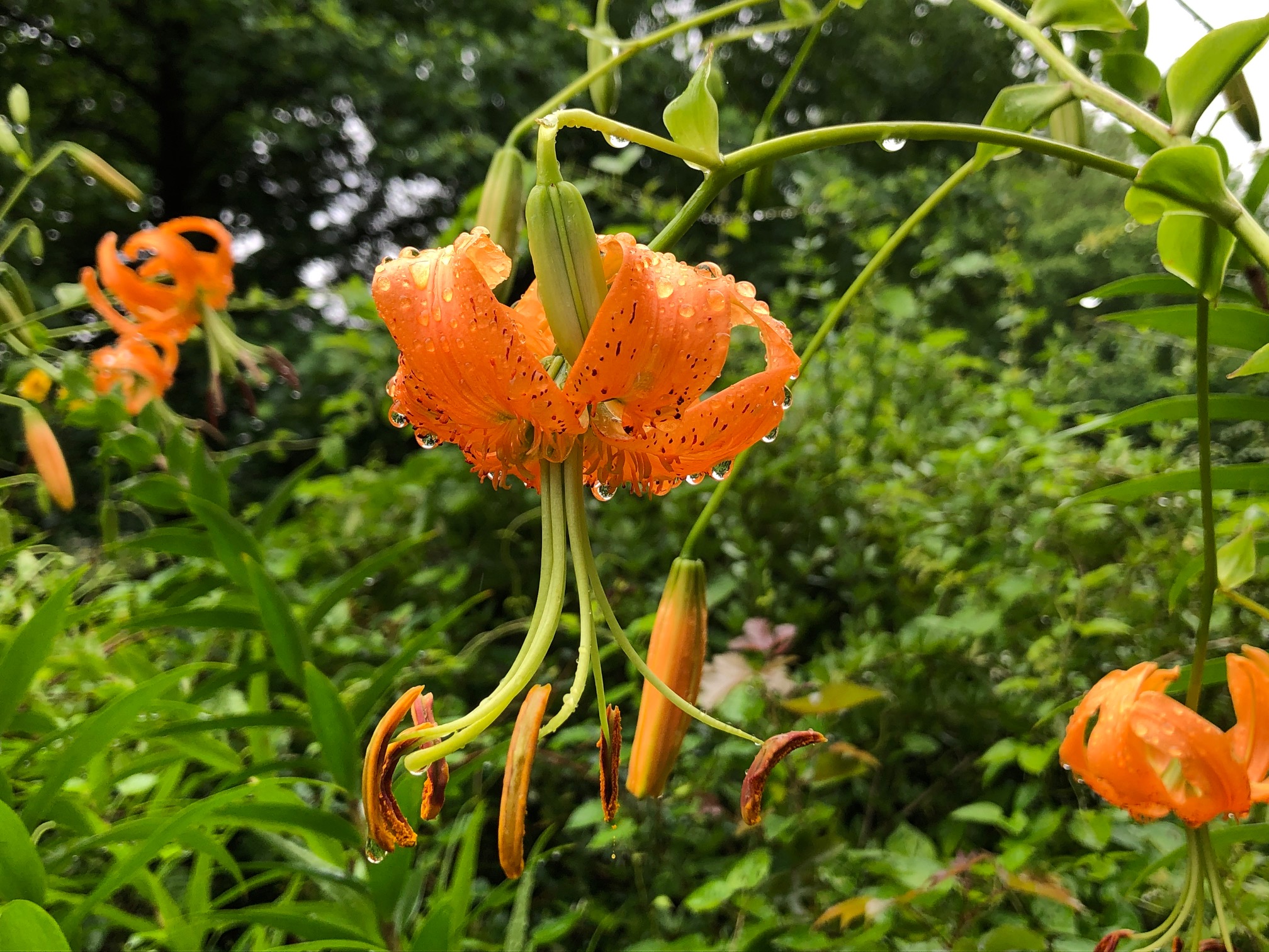 キカノコユリ 植物の見ごろ 富山県中央植物園ウェブサイト