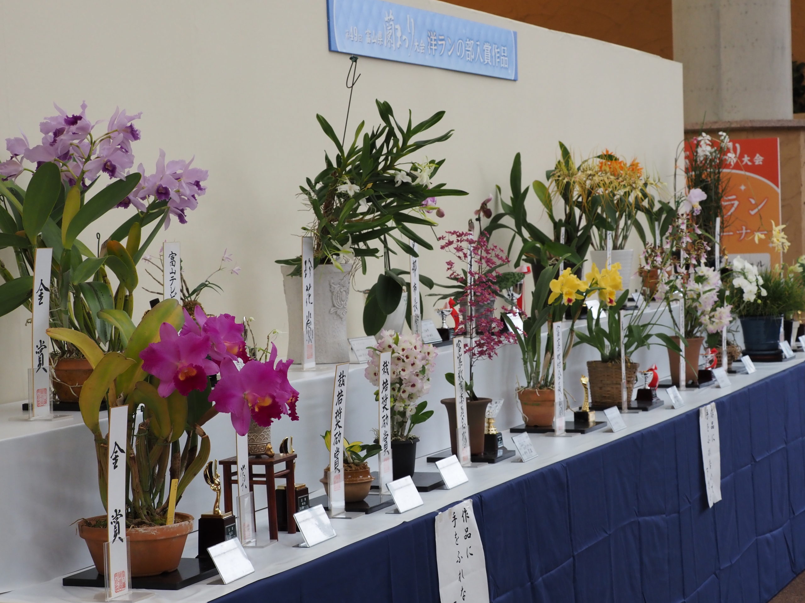第50回富山県蘭まつり大会 イベント案内 富山県中央植物園ウェブサイト 第50回富山県蘭まつり大会 イベント案内 富山県中央植物園ウェブサイト