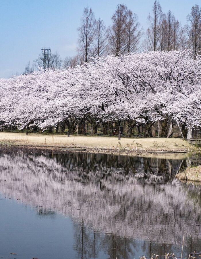 花のプロムナード