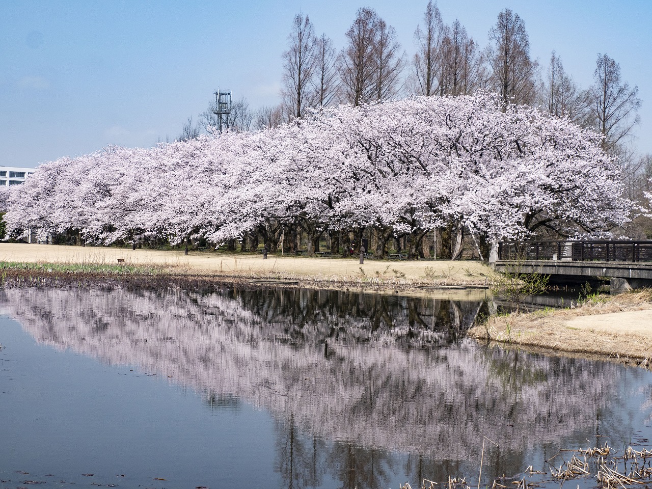 花のプロムナード