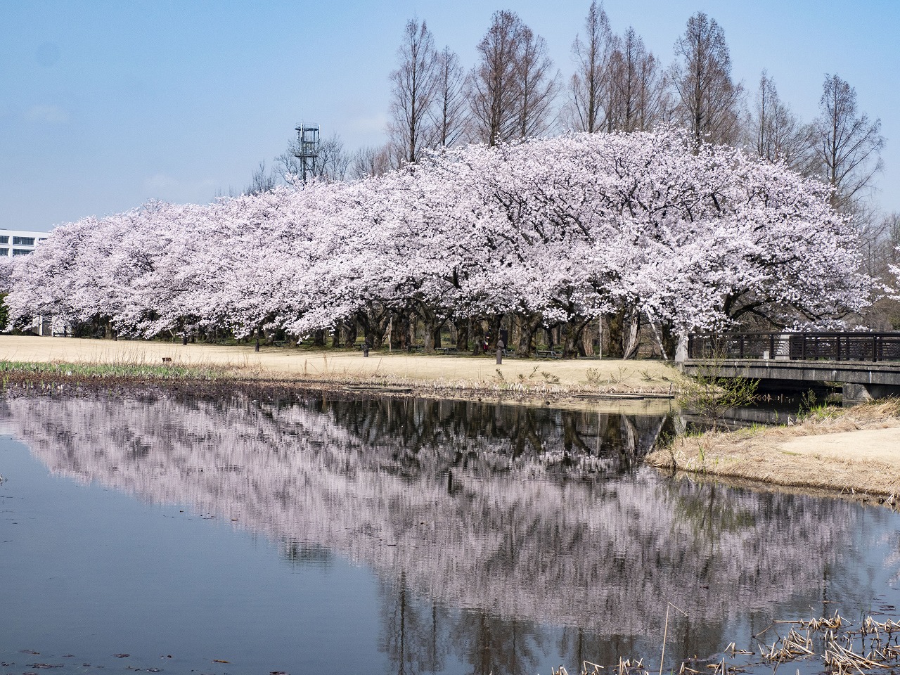 花のプロムナード