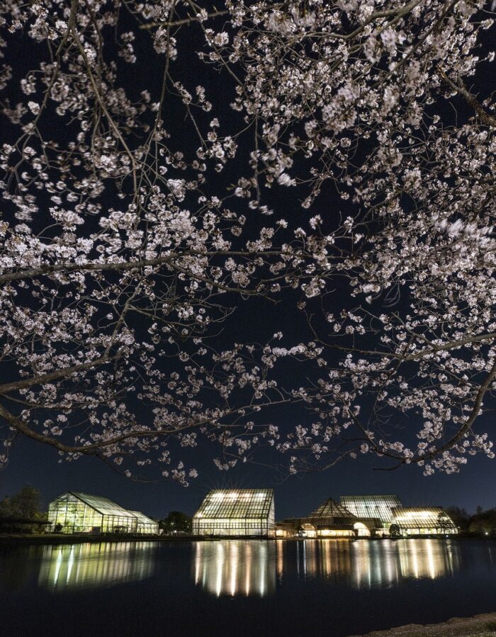 さくらまつりの夜間開園