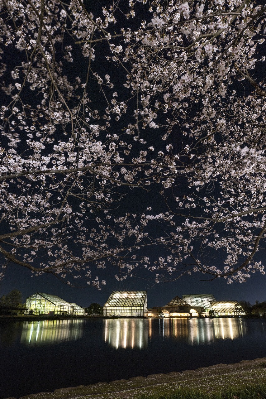 さくらまつりの夜間開園