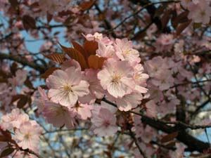 チョウシュウヒザクラ（サトザクラ）の花
