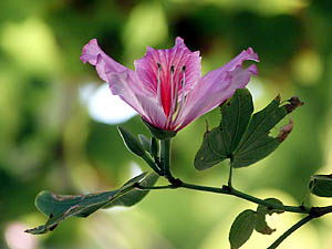 フイリソシンカの花