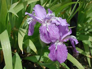 イチハツの花