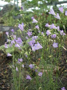 イトシャジンの花の写真