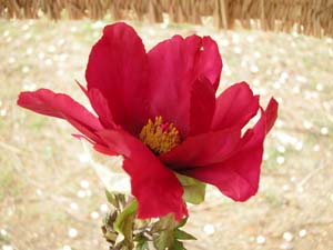 カンボタンの花の写真