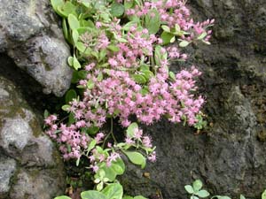 カラフトミセバヤの花
