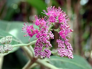 オオバノムラサキシキブの花
