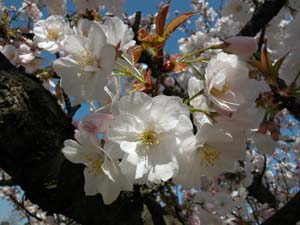 オムロアリアケ（サトザクラ）の花