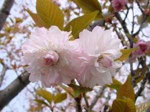 オオムラザクラ（サトザクラ）の花
