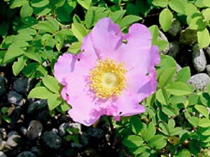 サンショウバラの花