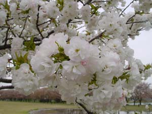 シロタエ（サトザクラ）の花