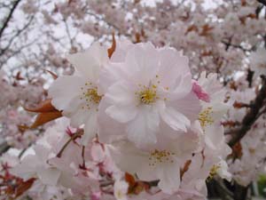 タオヤメ（サトザクラ）の花