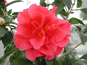 トウツバキの花