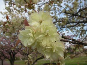 ウコン（サトザクラ）の花