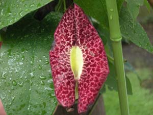 ウマノスズクサ属の一種の花