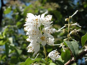 ウツギの花の写真