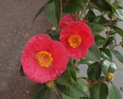 ナンバンギセルの花